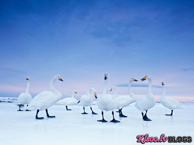 whooper-swans_32770_990x742.jpg