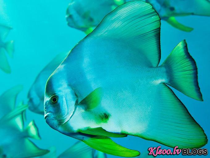 spadefish-bonin-islands_32762_990x742.jpg