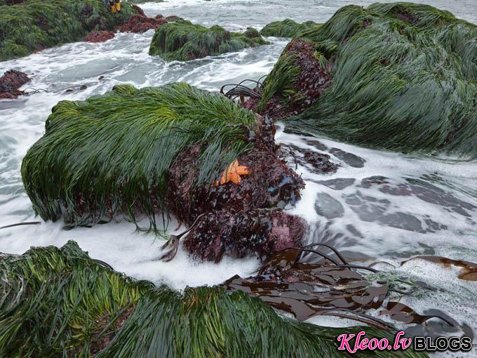 sea-grass-bodega-head_35261_990x742.jpg