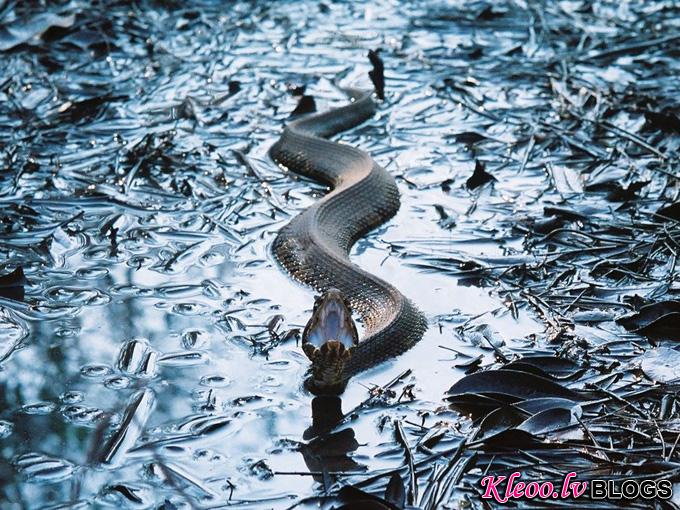 cottonmouth-north-carolina_34275_990x742.jpg