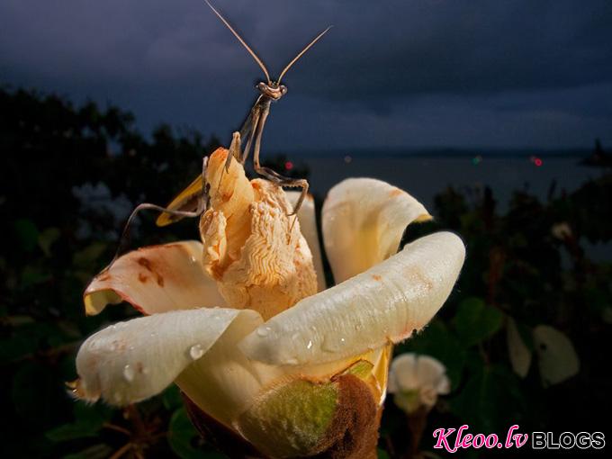 praying-mantis-ochroma_34792_990x742.jpg