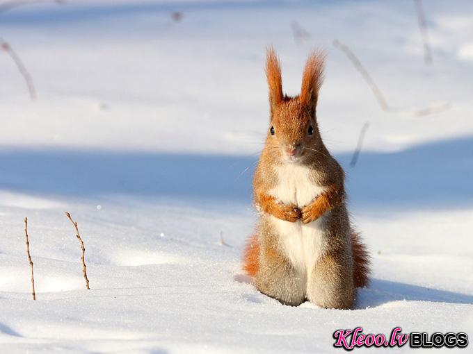 red-squirrel-snow-poland_31791_990x742.jpg