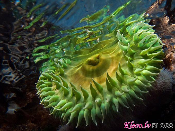 green-anemone-vancouver-island_31782_990x742.jpg