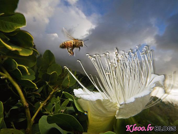 honeybee-flower-kauai_32102_990x742.jpg