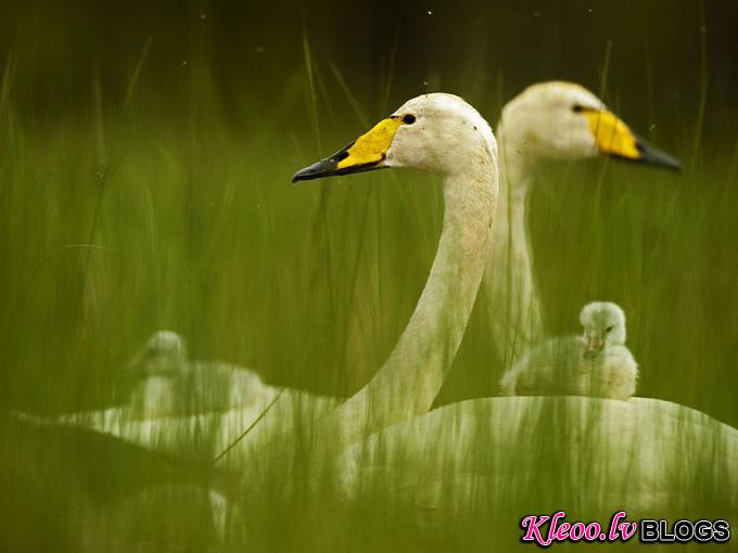 whooper-swan-family_31796_990x742.jpg