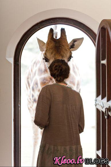 Foto: Žirafe ar sievieti durvīm
