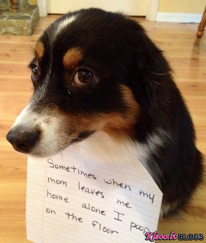 dogshaming1.jpeg