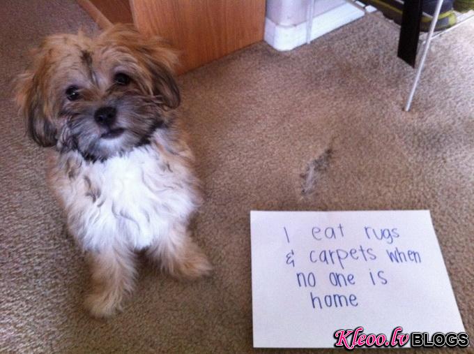 dogshaming11.jpeg