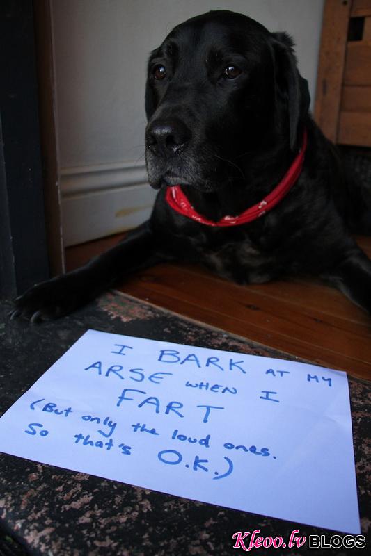 dogshaming12.jpeg