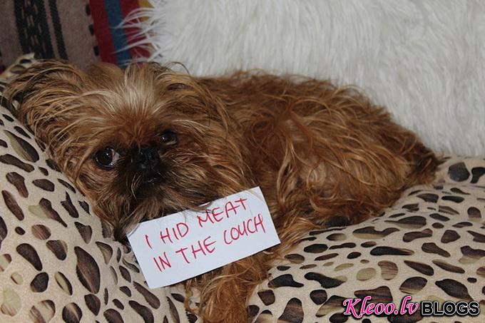 dogshaming13.jpeg