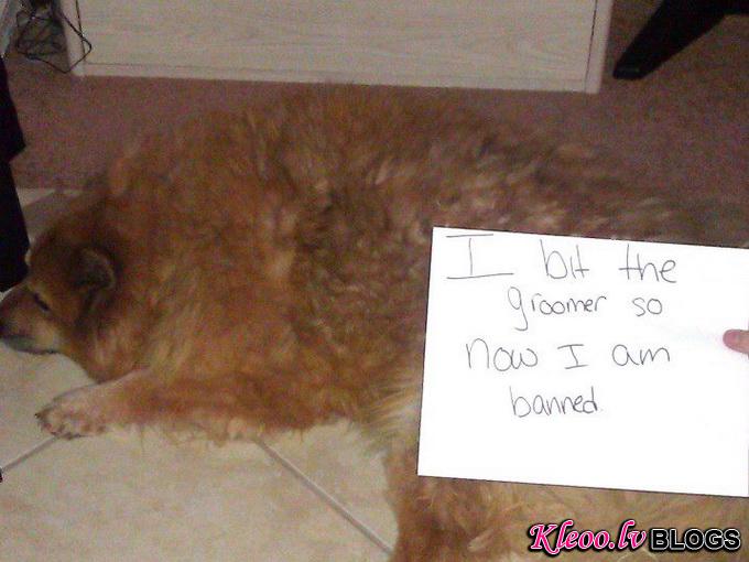 dogshaming14.jpeg