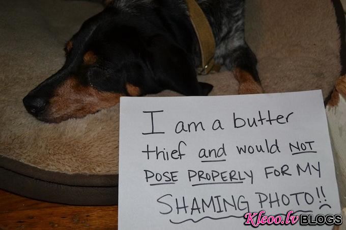 dogshaming15.jpeg