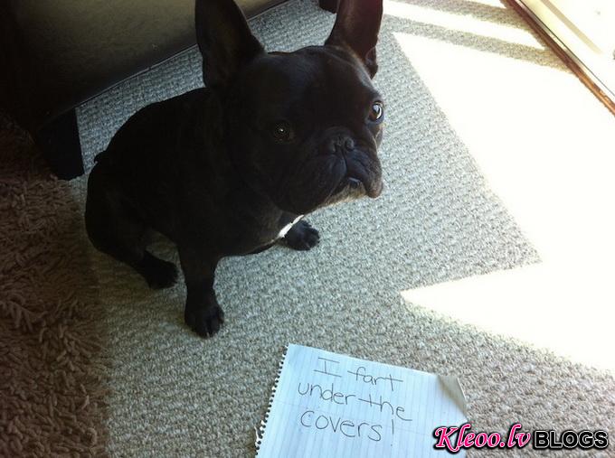 dogshaming4.jpeg