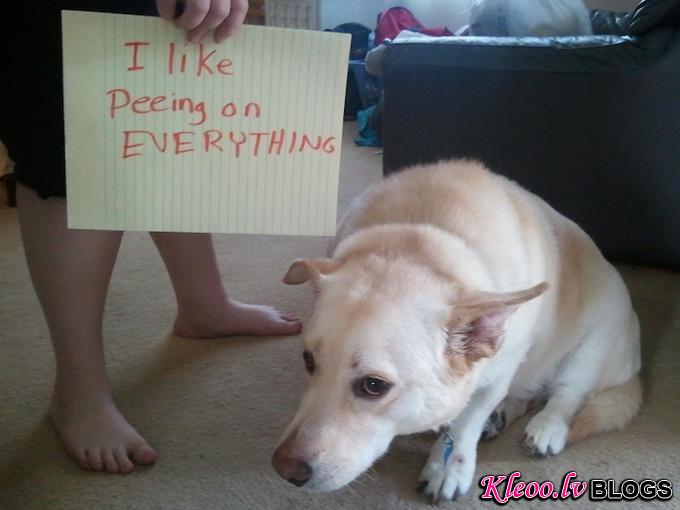 dogshaming5.jpeg