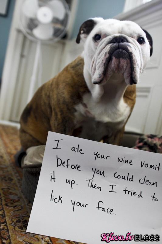 dogshaming6.jpeg