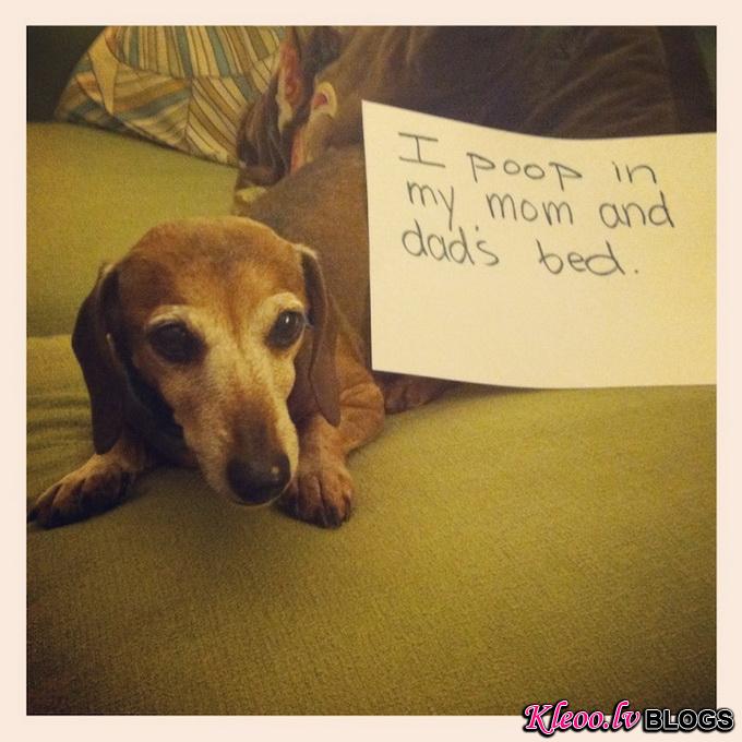 dogshaming7.jpeg