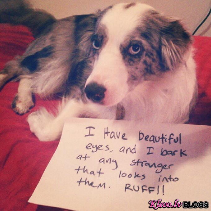 dogshaming8.jpeg