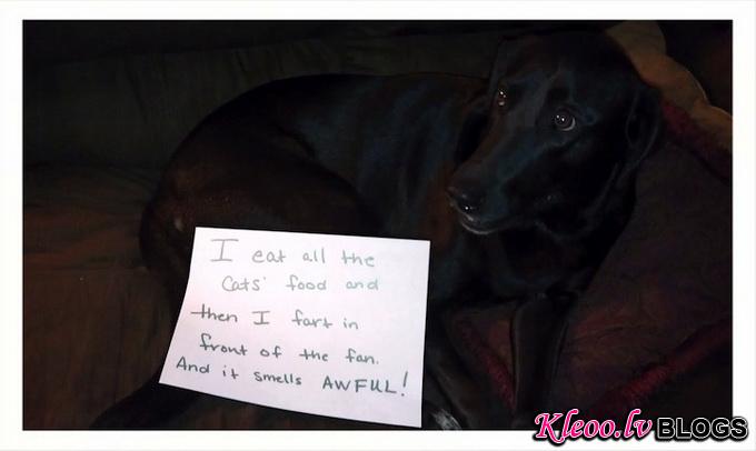 dogshaming9.jpeg