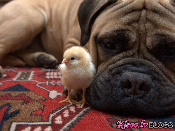 Photo: Close-up of a dog and chick