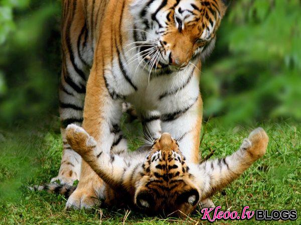 Photo: A tiger playing with her cub