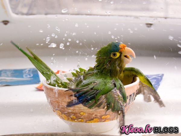Photo: Parrot taking a bath aboard a boat