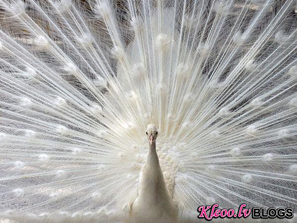 Photo: A peacock in downtown Sarasota, Florida 