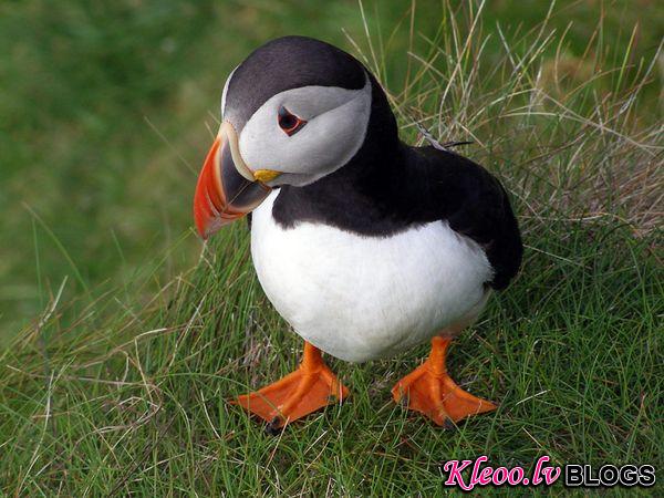 Photo: A puffin standing in grass