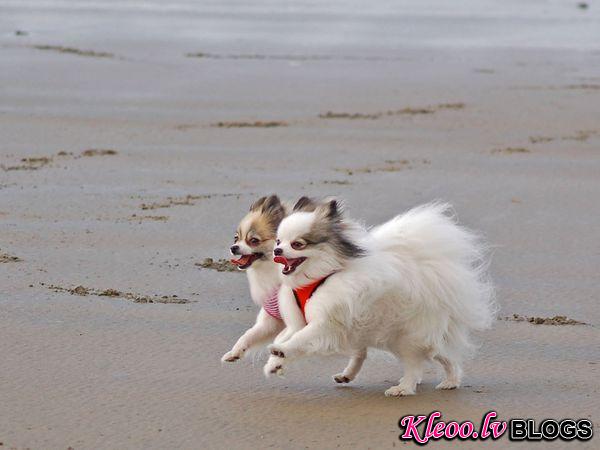 Photo: Two dogs walking along the beach