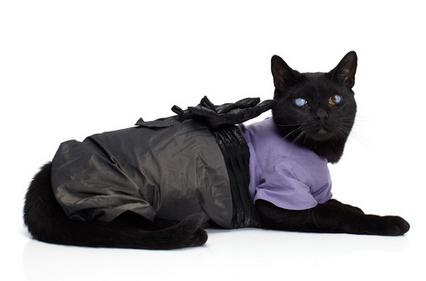 noah-sheldon-cats-wearing-clothes-3_.jpg