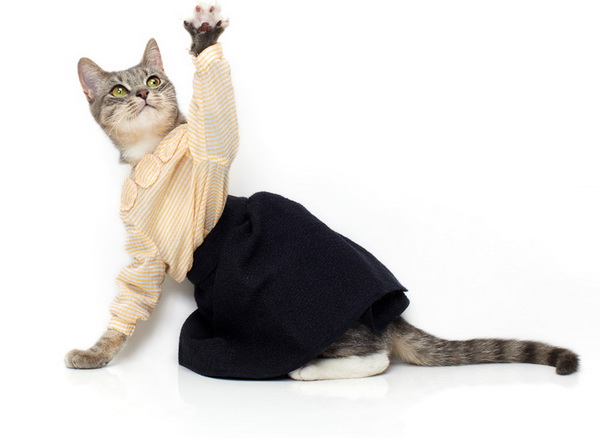 noah-sheldon-cats-wearing-clothes-4_.jpg