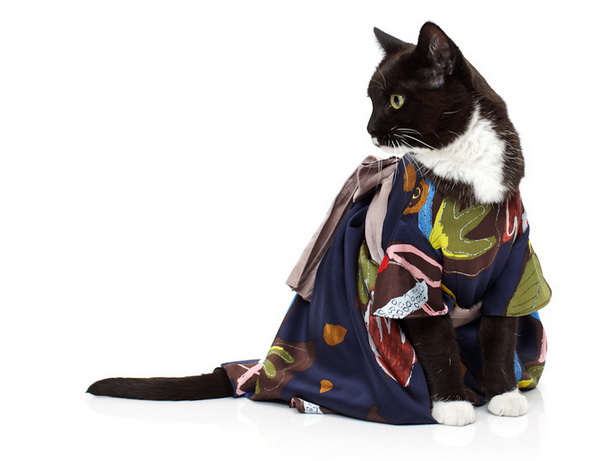 noah-sheldon-cats-wearing-clothes-6_.jpg