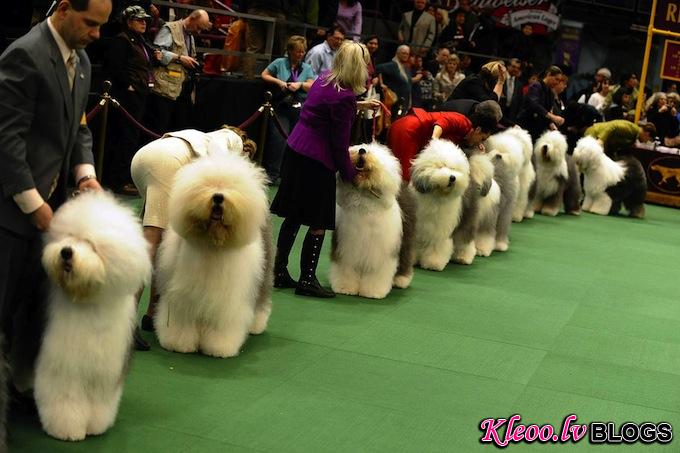 westminster_dog_kennel_show_04.jpg