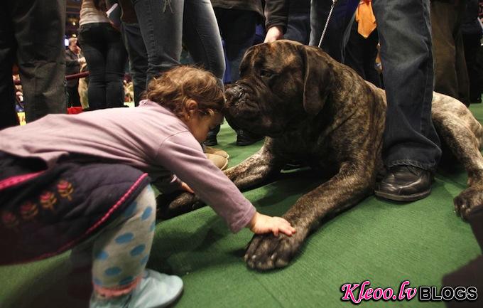 westminster_dog_kennel_show_12.jpg