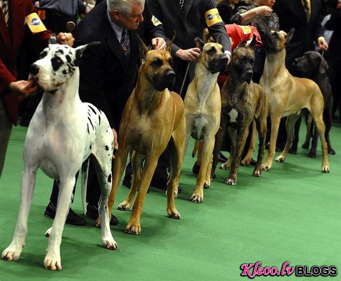 westminster_dog_kennel_show_13.jpg