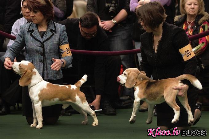 westminster_dog_kennel_show_16.jpg