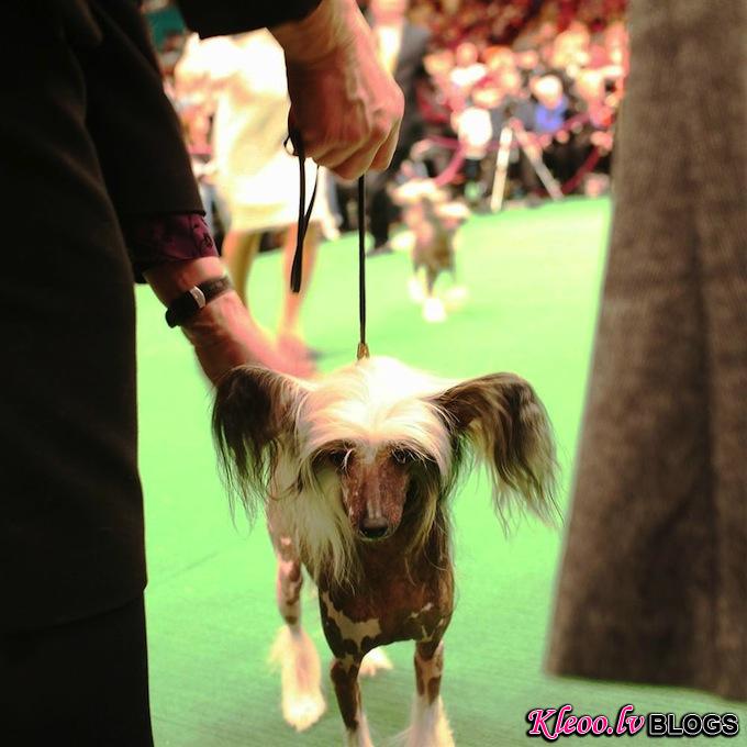 westminster_dog_kennel_show_17.jpg