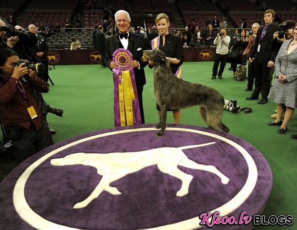 westminster_dog_kennel_show_best_in_show_scottish_deerhound_hickory_3.jpg