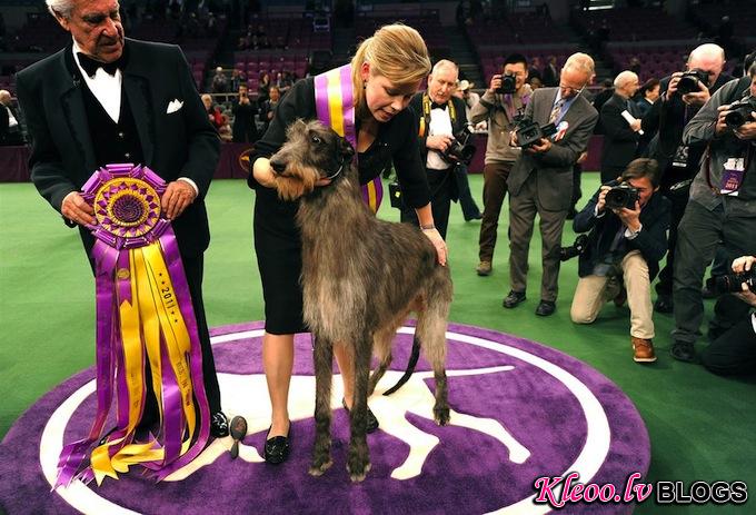 westminster_dog_kennel_show_best_in_show_scottish_deerhound_hickory.jpg