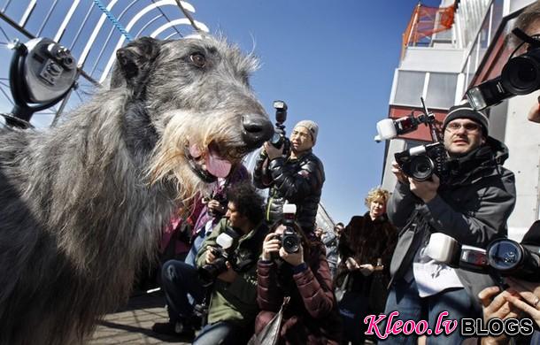 westminster_dog_kennel_show_34.jpg