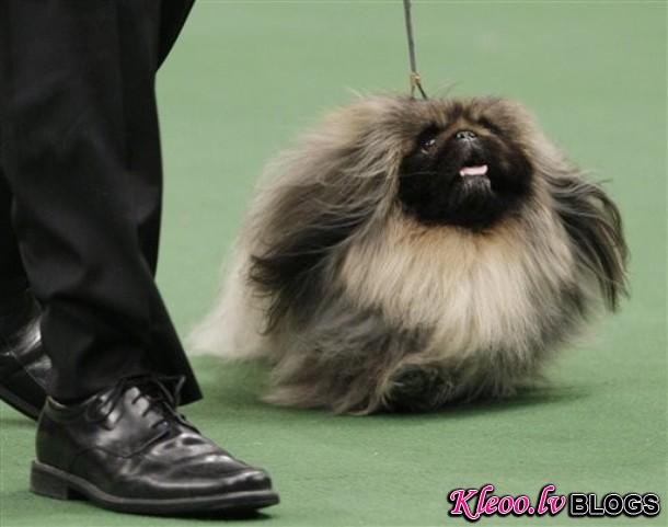 westminster_dog_kennel_show_36.jpg