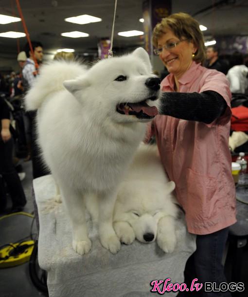 westminster_dog_kennel_show_37.jpg