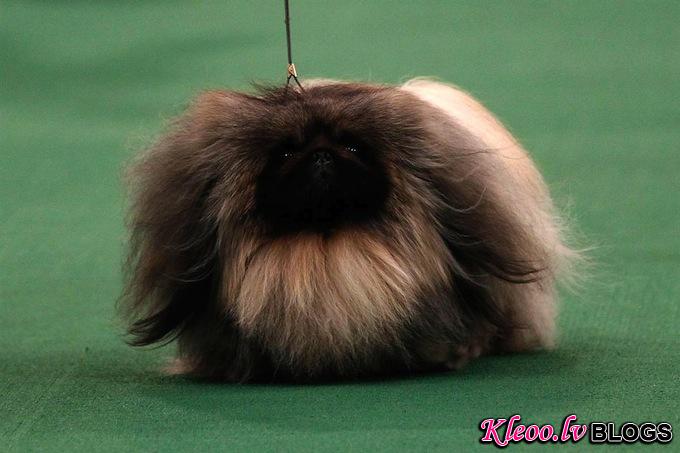 westminster_dog_kennel_show_02.jpg