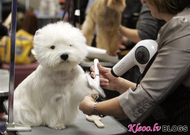 westminster_dog_kennel_show_46.jpg