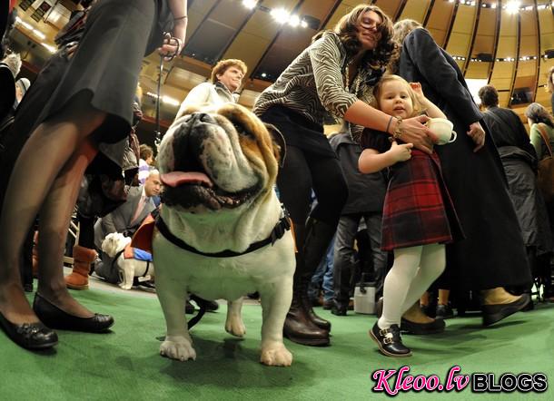 westminster_dog_kennel_show_52.jpg