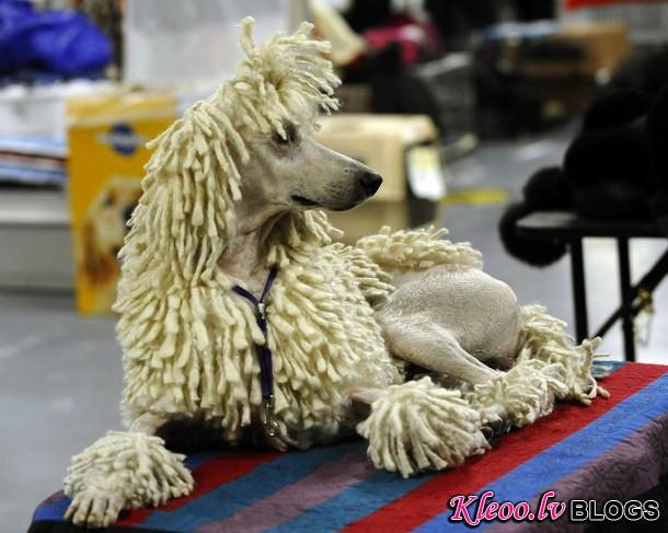 westminster_dog_kennel_show_58.jpg