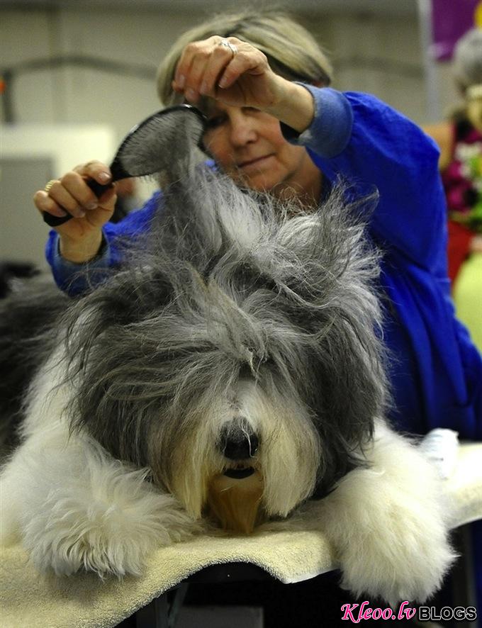 westminster_dog_kennel_show_03.jpg