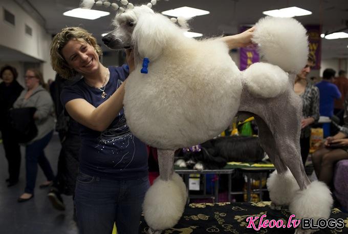 westminster_dog_kennel_show_09.jpg