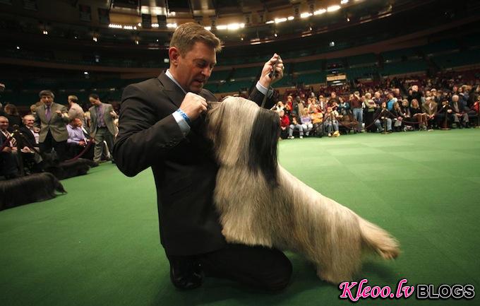 westminster_dog_kennel_show_10.jpg