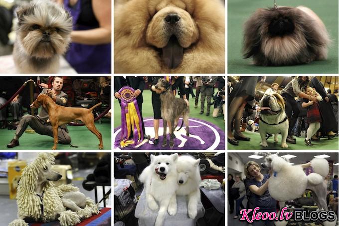 Вестминстерское дог-шоу в Нью-Йорке - Westminster Kennel Club Dog Show 2011