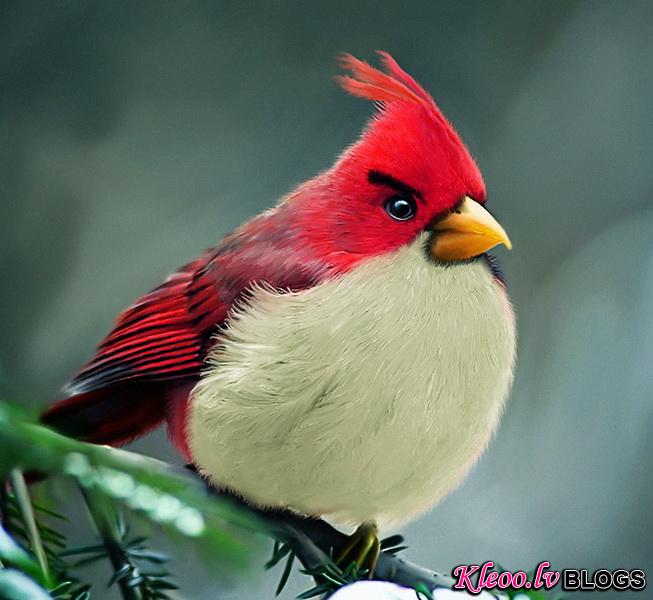 Реальные Angry Birds